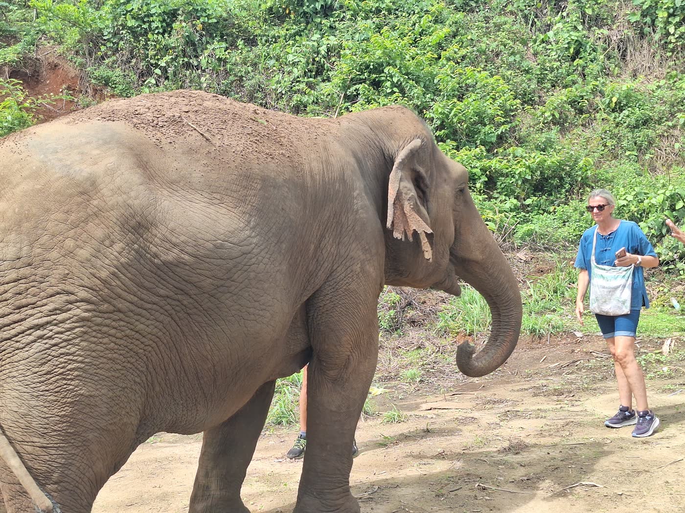 Elephant sanctuary experience in green surroundings