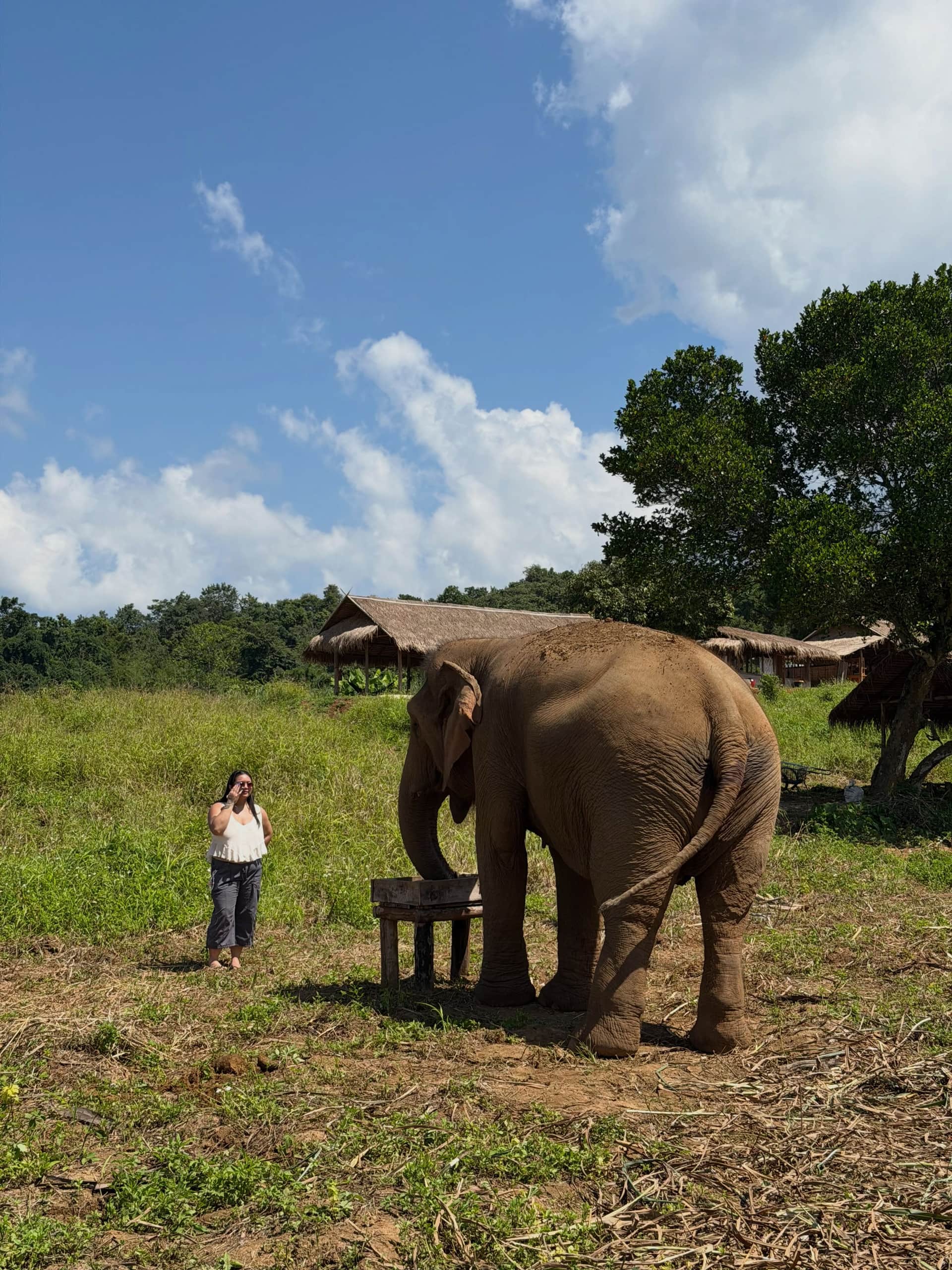 Big Boy Elephant Sanctuary Chiang Mai Elephants, Sticky Waterfall & Pad Thai Day Tour