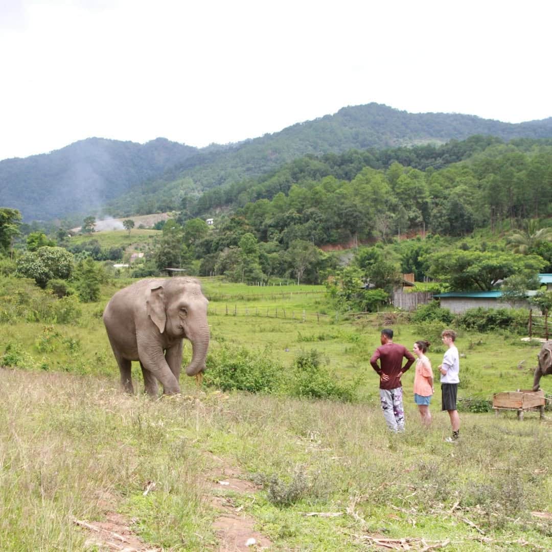 Big Boy Elephant Sanctuary Chiang Mai Half-Day Morning Encounter