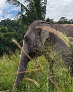 Chonburi Eco-Sanctuary: Half-Day Ethical Encounter (Afternoon - Bangkok Departure)