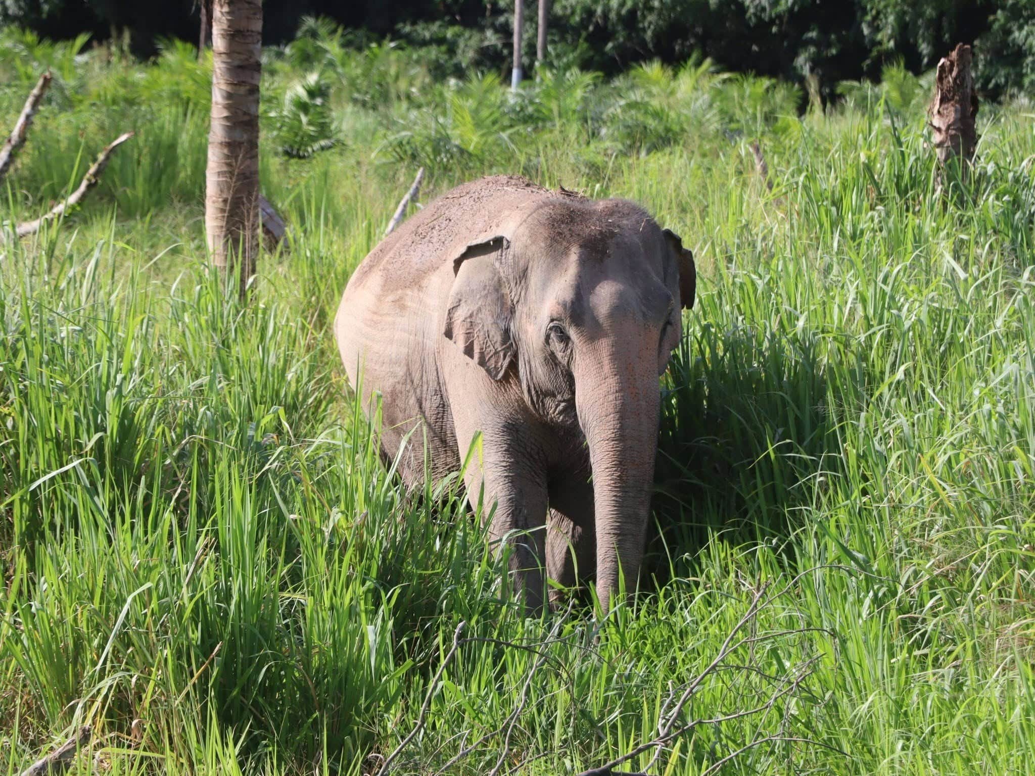 Chonburi Eco-Sanctuary: Half-Day Ethical Encounter (Morning - Bangkok Departure)