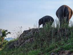 Living Green Chonburi elephants on a natural hillside for a Pattaya departure sanctuary tour