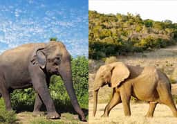 Living Green Chonburi open sanctuary landscape for an afternoon Bangkok departure elephant tour