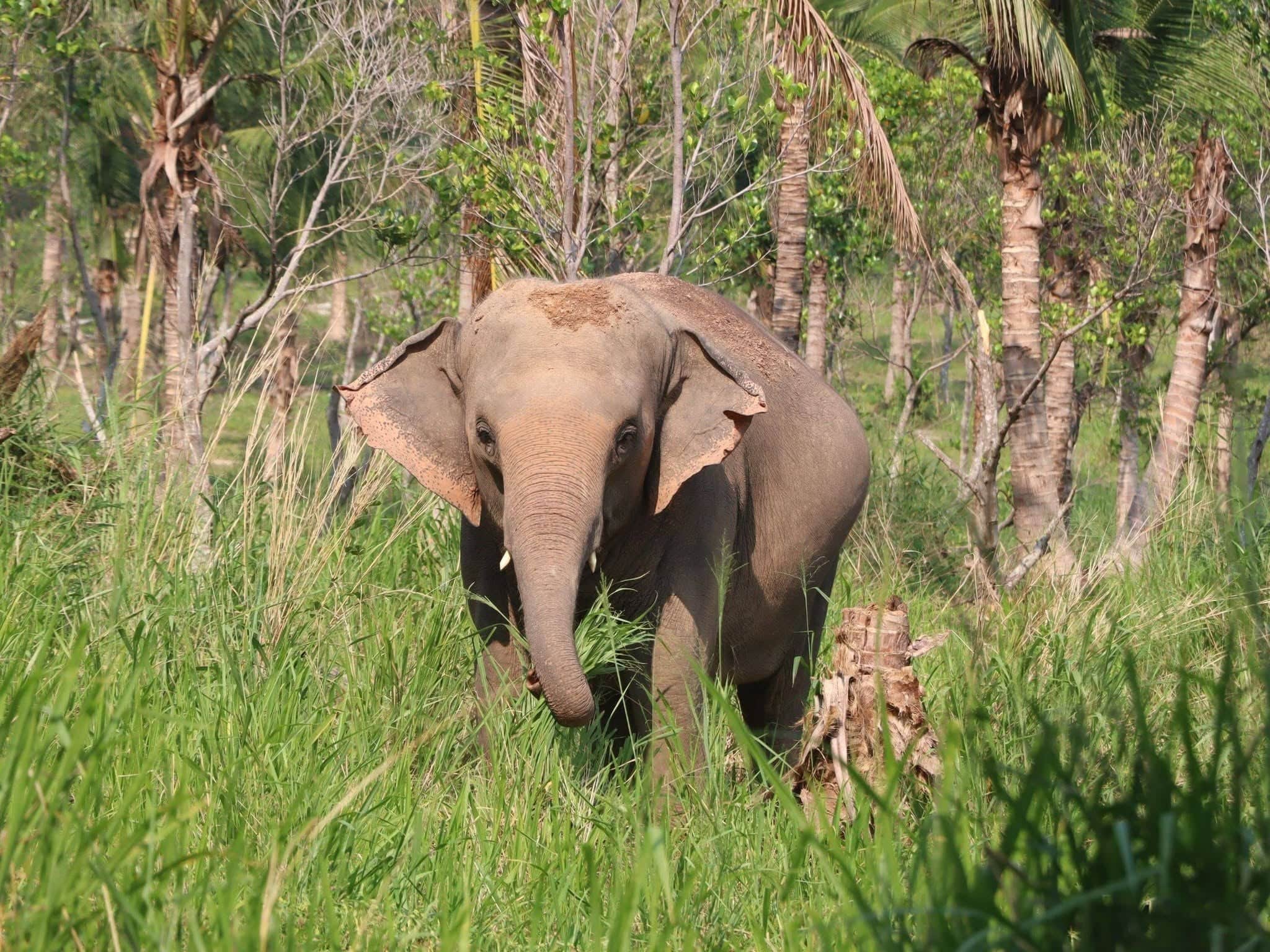 Chonburi Eco-Sanctuary: Half-Day Ethical Encounter (Afternoon - Bangkok Departure)