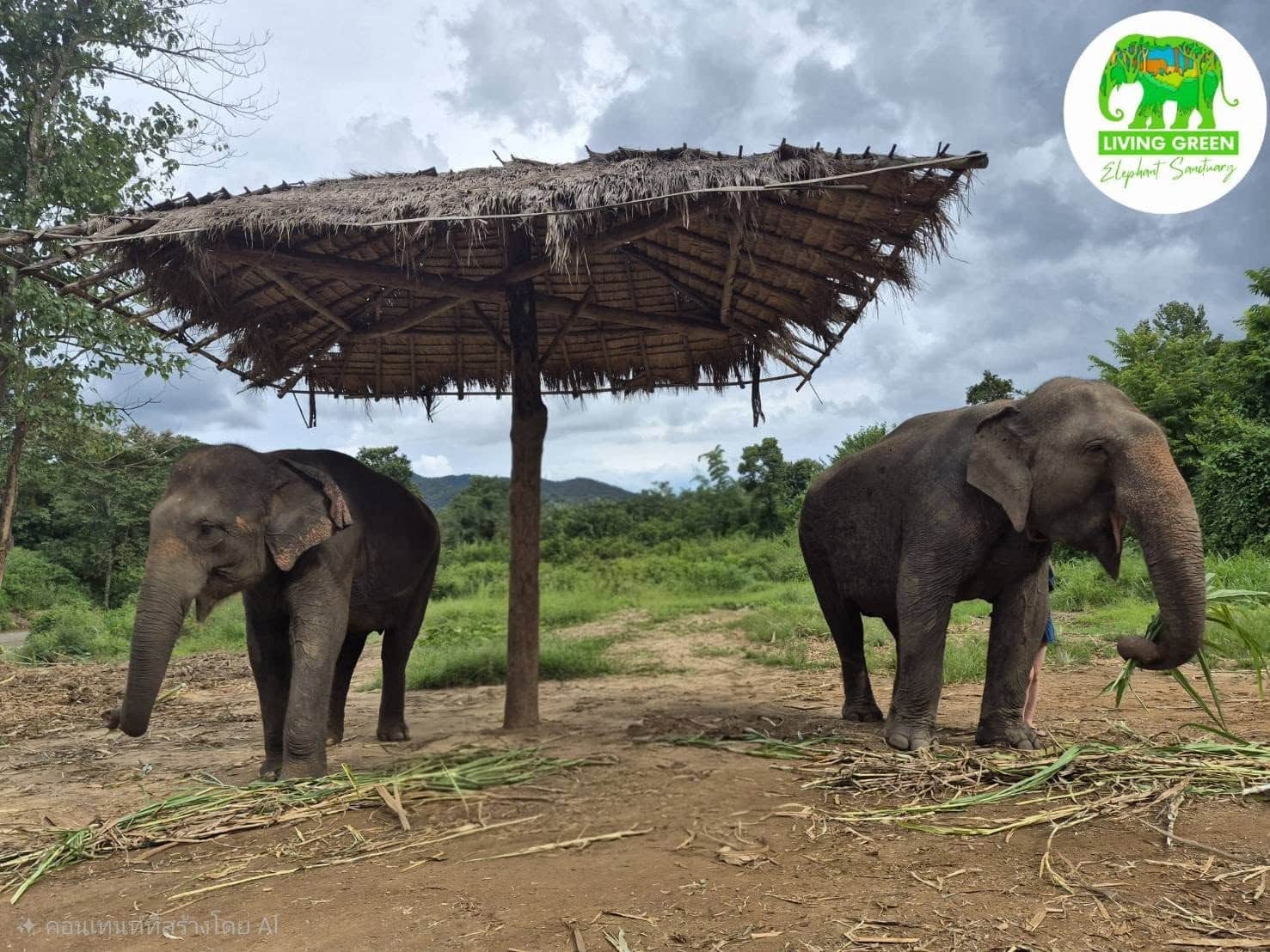 Living Green Chiang Mai: Full-Day Sanctuary Tour & Pad Thai Cooking Class