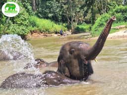 An elephant spraying water in the river at Living Green Chiang Mai