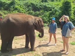 Guest carrying elephant food on the Casa de Mango Chiang Mai day tour