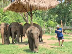 Ethical elephant feeding at Living Green Elephant Sanctuary Chiang Mai