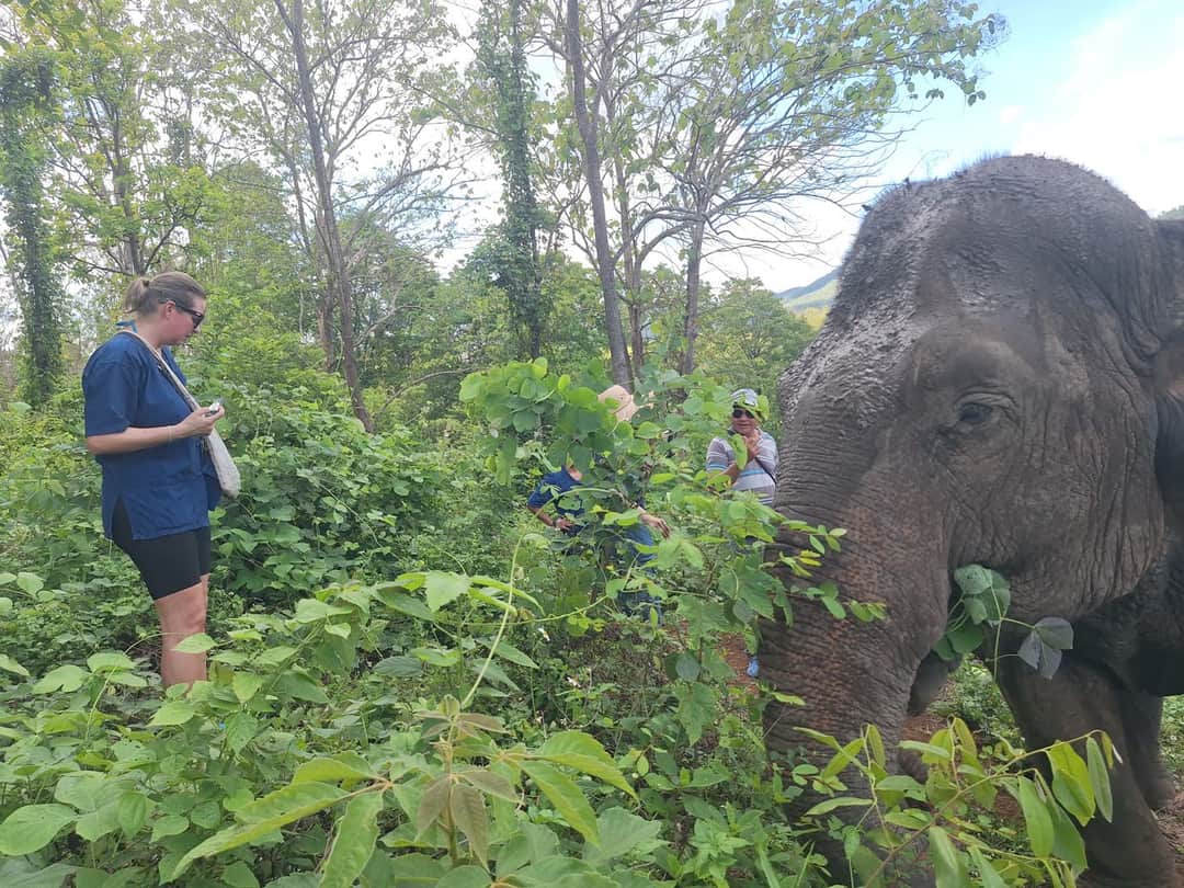 Elephant Bathing, Feeding and Touching in Thailand: What Responsible Travelers Should Know — selected sanctuary moment 5