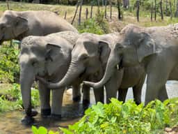 Elephant group in green habitat at Big Boy Elephant Sanctuary Chiang Mai