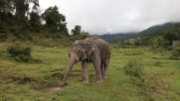 Big Boy Elephant Sanctuary Chiang Mai Half-Day Morning Encounter