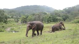Two elephants in open mountain habitat at Big Boy Elephant Sanctuary Chiang Mai