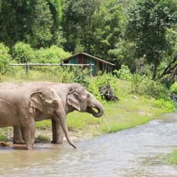 Elephant by the river at Big Boy Elephant Sanctuary Chiang Mai