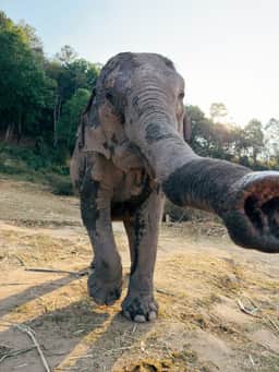 Close elephant portrait at Big Boy Elephant Sanctuary Chiang Mai