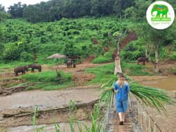 Casa de Mango Organic Cooking Masterclass & Ethical Elephant Sanctuary Day Tour