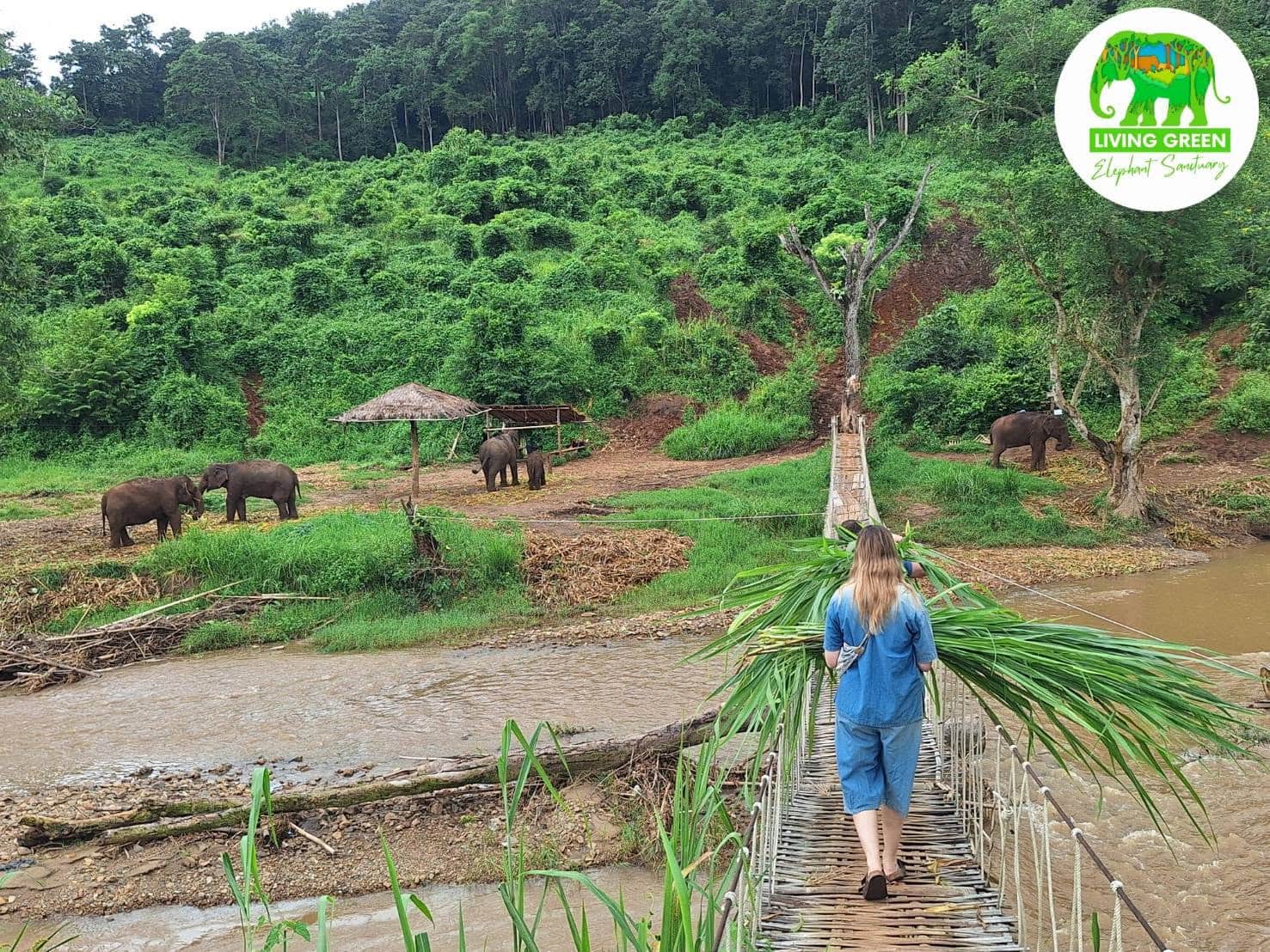 Casa de Mango Organic Cooking Masterclass & Ethical Elephant Sanctuary Day Tour