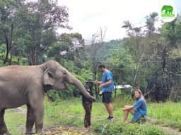 Family-friendly elephant feeding at Living Green Elephant Sanctuary Chiang Mai