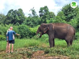 Guide with elephant in green Chiang Mai sanctuary habitat