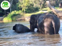 Natural riverside elephant scene at Living Green Elephant Sanctuary Chiang Mai