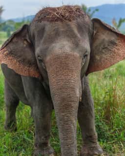Elephant standing in tall grass at Living Green Elephant Sanctuary Chonburi near Bangkok