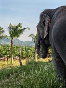 Elephant walking through tropical grassland at the Chonburi sanctuary near Bangkok