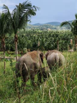 Two elephants grazing in green sanctuary land at Living Green Elephant Sanctuary Chonburi