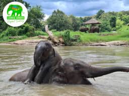 Elephant bathing in river at Living Green Elephant Sanctuary Chiang Mai