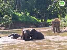 Elephants enjoying water time at Living Green Elephant Sanctuary Chiang Mai