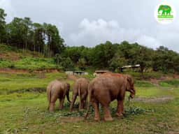 Elephants grazing in wide Chiang Mai mountain sanctuary landscape