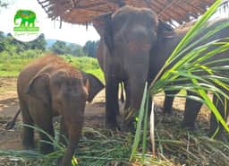Elephant group near river and forest at Living Green Elephant Sanctuary Chiang Mai