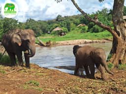 Doi Inthanon style forest scenery with elephants in Chiang Mai