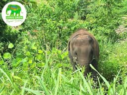 Living Green Chiang Mai: Ethical Elephant Sanctuary Half-Day Encounter (Afternoon)