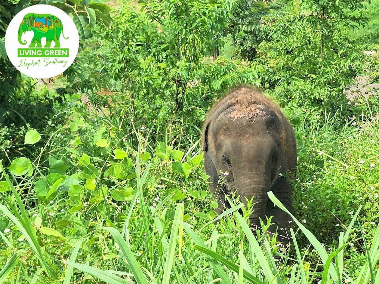 Living Green Chiang Mai: Ethical Elephant Sanctuary Half-Day Encounter (Afternoon)