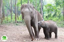 Mother and young elephant at Living Green Elephant Sanctuary Chiang Mai