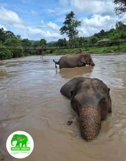 Elephant crossing the natural river area at Living Green Elephant Sanctuary Chiang Mai