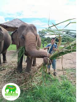 Peaceful afternoon elephant habitat at Living Green Elephant Sanctuary Chiang Mai