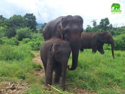 Living Green Chiang Mai: Ethical Elephant Sanctuary Half-Day Encounter (Morning)