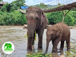 Adult and young elephant at Living Green Elephant Sanctuary Chiang Mai