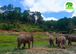 Elephants walking by the river in Chiang Mai sanctuary habitat