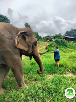 Elephant and visitor in natural Chiang Mai sanctuary setting