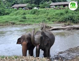 Elephant in river habitat at Living Green Elephant Sanctuary Chiang Mai