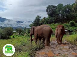 Ethical elephant feeding at Living Green Elephant Sanctuary Chiang Mai