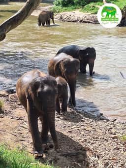 Elephants walking together through Living Green Elephant Sanctuary Chiang Mai