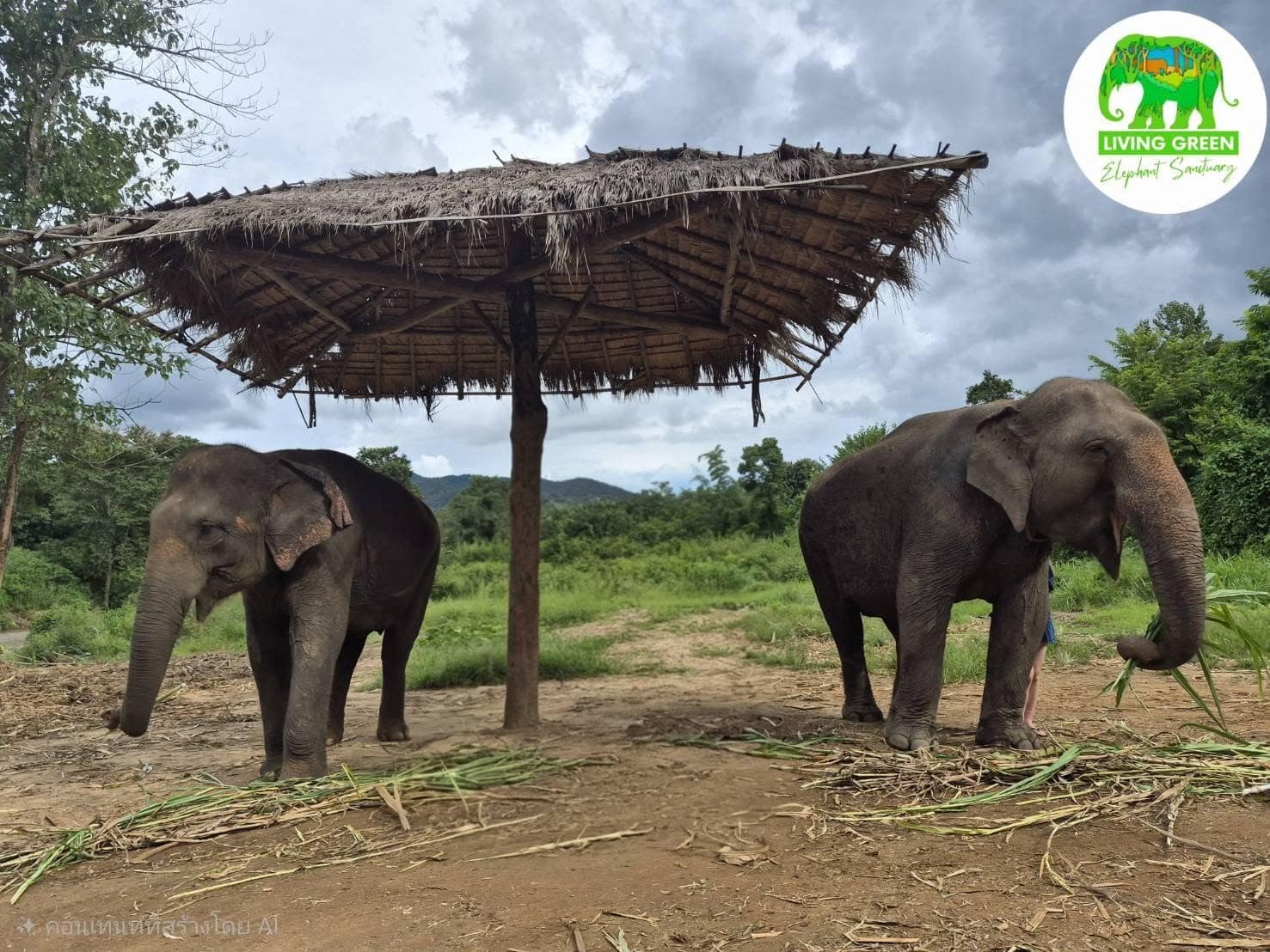 Elephant-Led Encounters