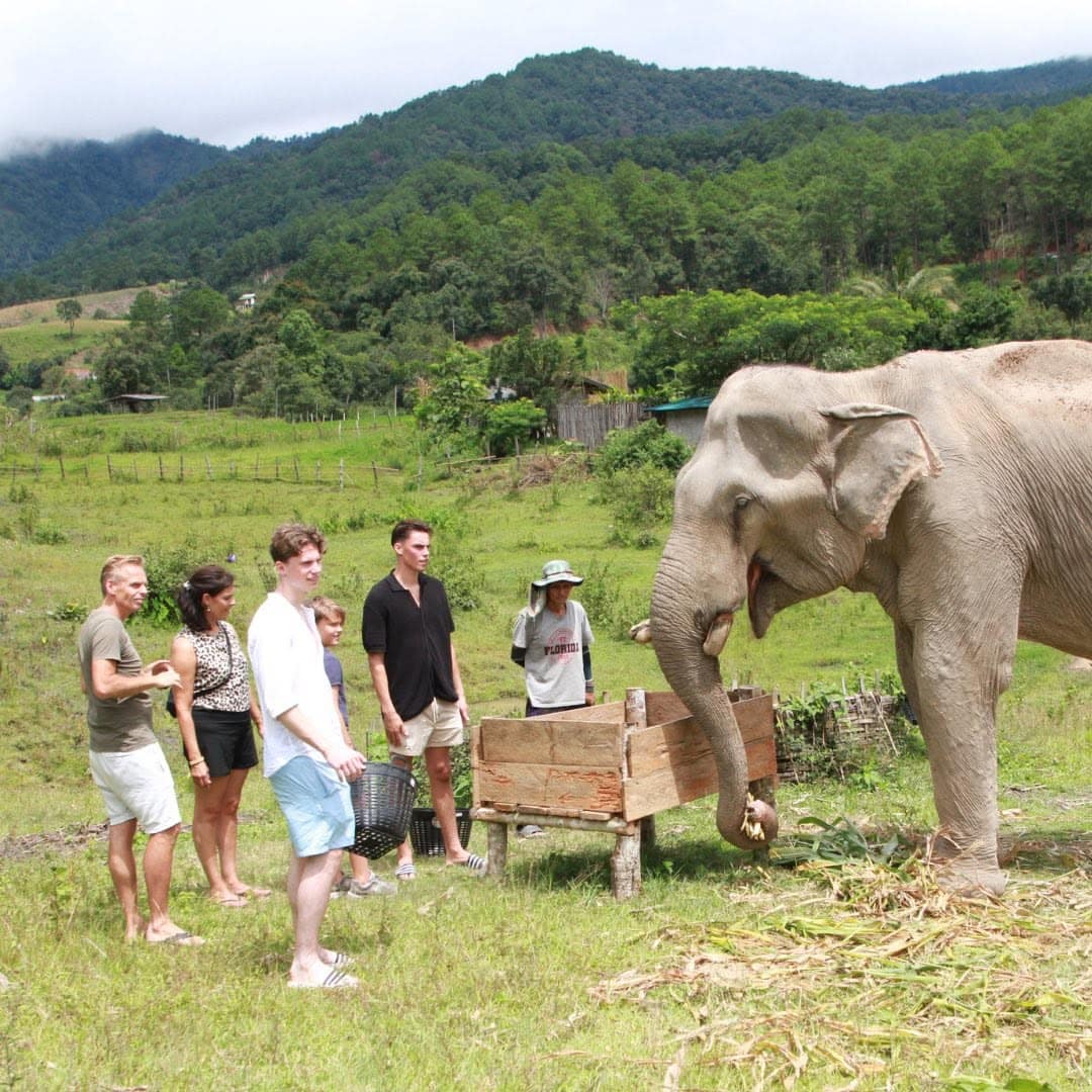 An elephant takes food from a wooden feeding table while guests watch from a few steps away at Big Boy Elephant Sanctuary Chiang Mai