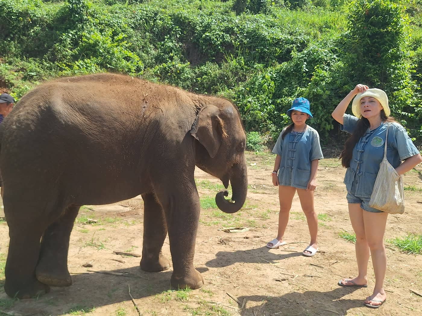 Elephant care activities