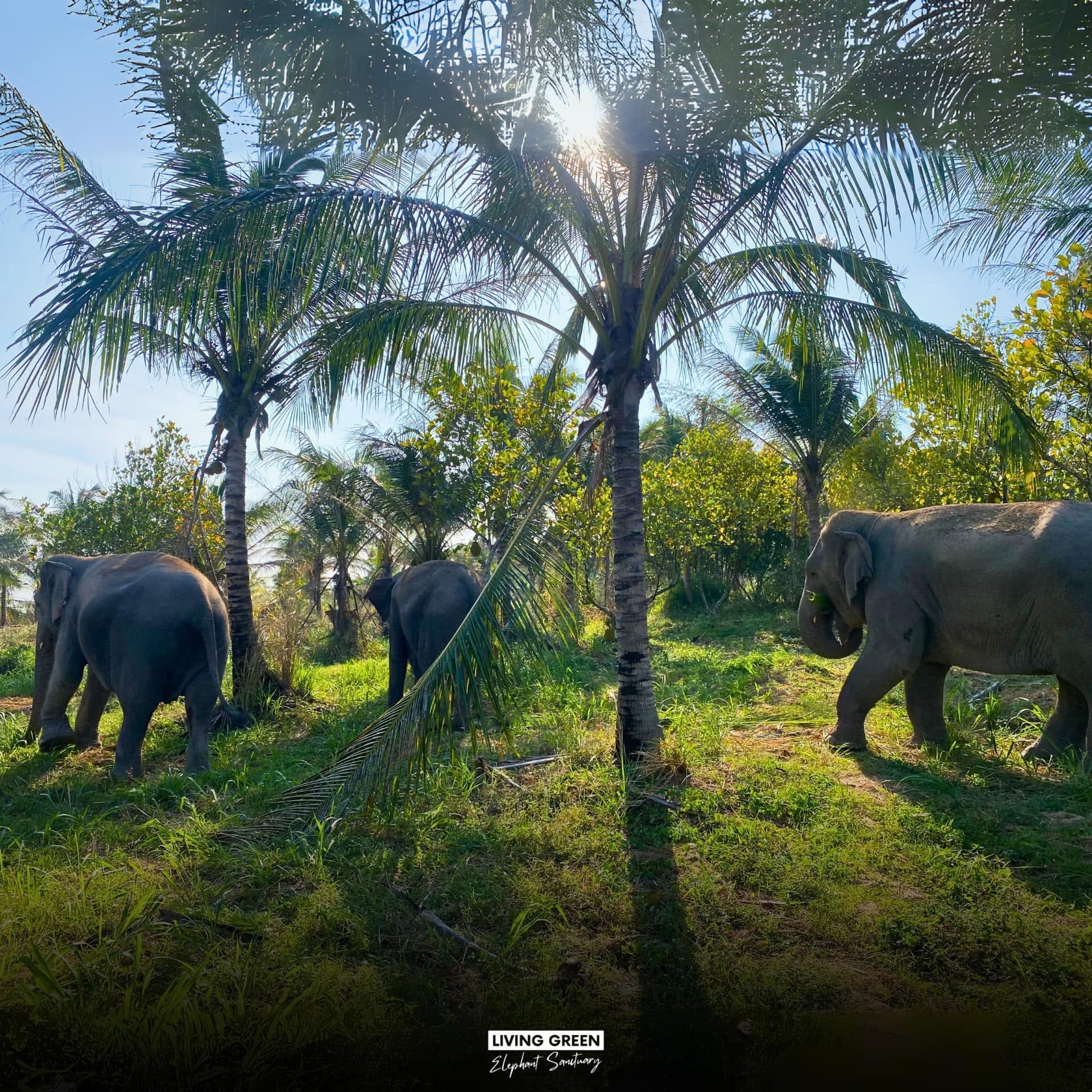 Elephant care at a ThaiEleHub-partner sanctuary in Thailand