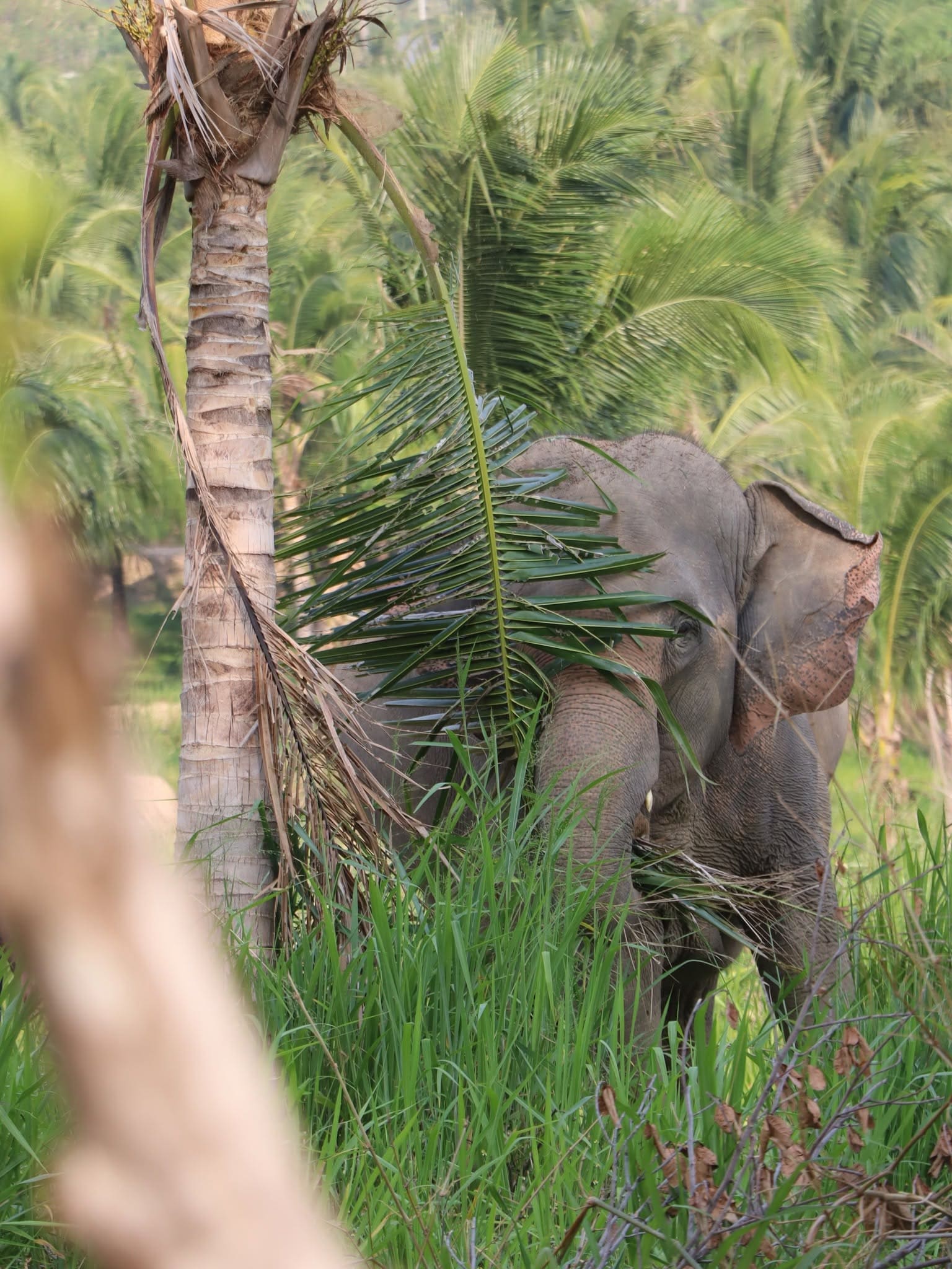 Elephant care at a ThaiEleHub-partner sanctuary in Thailand