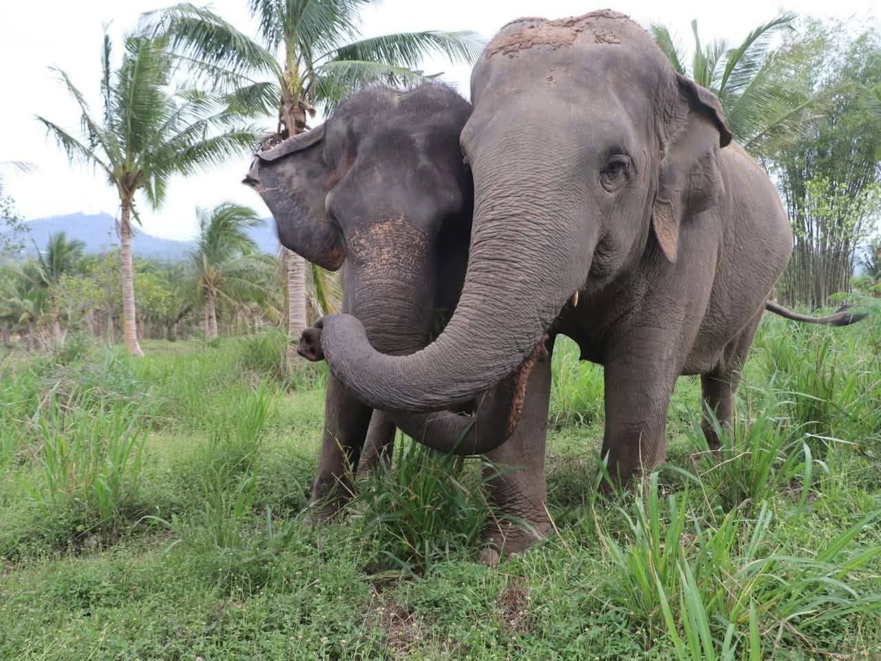 Elephant care at a ThaiEleHub-partner sanctuary in Thailand