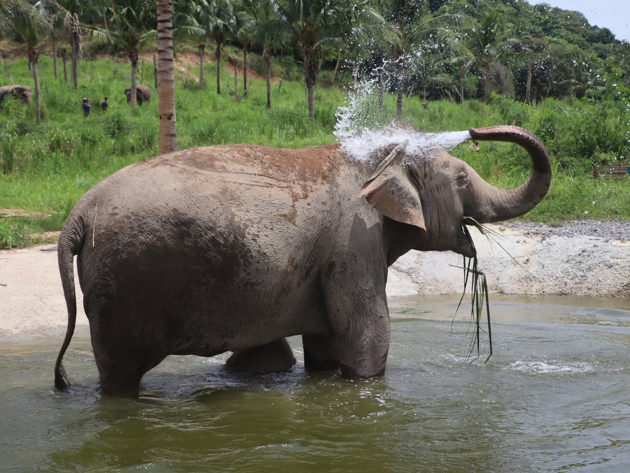 Elephant care at a ThaiEleHub-partner sanctuary in Thailand
